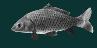 Image result for Cyprinus carpio