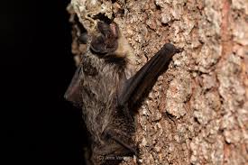 Attēlu rezultāti vaicājumam “Vespertilio murinus”