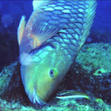 Image result for Sparisoma frondosum