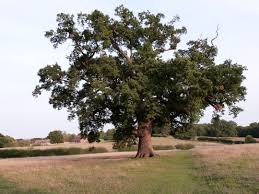 Attēlu rezultāti vaicājumam “Quercus robur female flower”