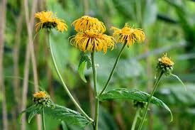 Attēlu rezultāti vaicājumam “Telekia speciosa flower”