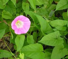 Attēlu rezultāti vaicājumam “Calystegia inflata”