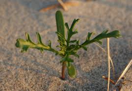 Attēlu rezultāti vaicājumam “Cakile maritima subsp. baltica”