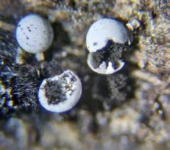 Attēlu rezultāti vaicājumam “Didymium annulisporum macro”