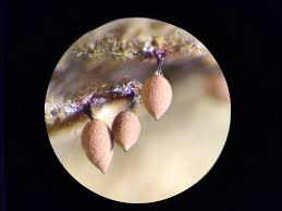 Attēlu rezultāti vaicājumam “Comatricha fragilis spores”