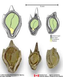 Attēlu rezultāti vaicājumam “Ambrosia artemisiifolia fruit”