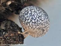 Attēlu rezultāti vaicājumam “Badhamia dubia spores”