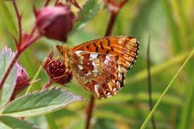 Attēlu rezultāti vaicājumam “Boloria aquilonaris underside”
