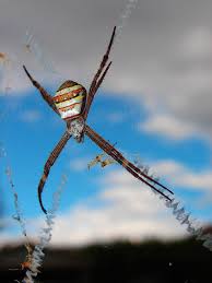 Image result for st andrews cross spider