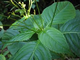 Attēlu rezultāti vaicājumam “Impatiens parviflora leaf”