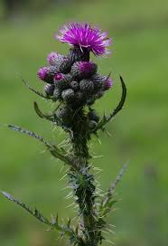 Attēlu rezultāti vaicājumam “Cirsium palustre flower”