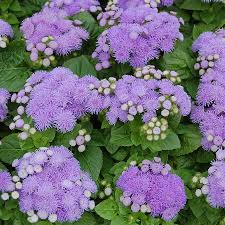 Image result for Ageratum houstonianum