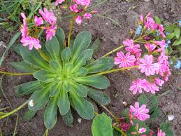 Image result for Bitterwurz