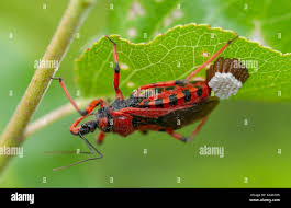 Attēlu rezultāti vaicājumam “Rhynocoris annulatus nymph”