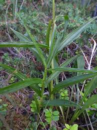 Attēlu rezultāti vaicājumam “Oenothera rubricauli”