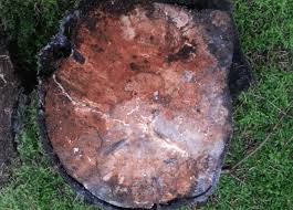 Attēlu rezultāti vaicājumam “Antrodia gossypium”