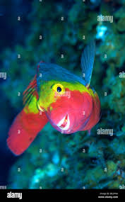 Image result for Sparisoma cretense