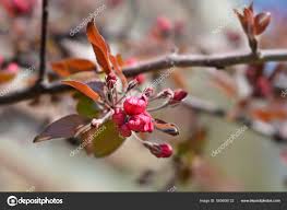Attēlu rezultāti vaicājumam “Malus purpurea flower”
