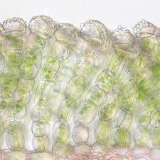 Attēlu rezultāti vaicājumam “Pogonatum urnigerum”