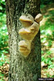 Attēlu rezultāti vaicājumam “Phellinus robustus”