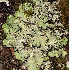 Attēlu rezultāti vaicājumam “Cetrelia sp.”