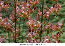 Image result for Lilium martagon `Manitoba Fox`