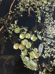 Attēlu rezultāti vaicājumam “Hydrocharis morsus-ranae fruit”
