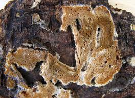 Attēlu rezultāti vaicājumam “Ceriporiopsis resinascens”