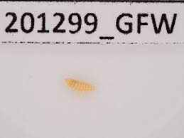 Attēlu rezultāti vaicājumam “Rabdophaga heterobia”