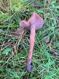 Attēlu rezultāti vaicājumam “Lycogala conicum young”