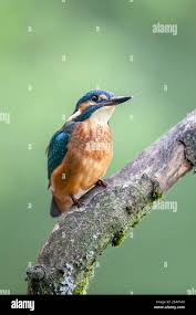 Attēlu rezultāti vaicājumam “Alcedo atthis adult”