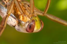 Attēlu rezultāti vaicājumam “Notonecta glauca”