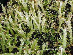 Attēlu rezultāti vaicājumam “Cladonia ramulosa”