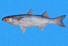 Image result for Mugil