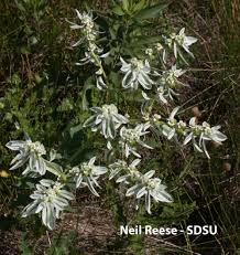 Attēlu rezultāti vaicājumam “Euphorbiaceae”