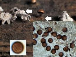 Attēlu rezultāti vaicājumam “Diderma crustaceum”