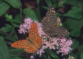 Attēlu rezultāti vaicājumam “Argynnis paphia male”