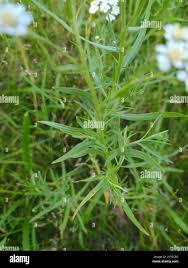 Attēlu rezultāti vaicājumam “Achillea salicifolia”