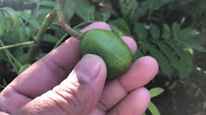 Attēlu rezultāti vaicājumam “Juncus capitatus fruit”