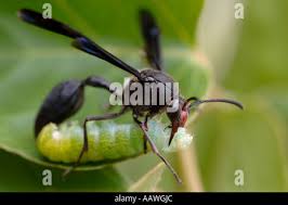 Attēlu rezultāti vaicājumam “Eumenidae”