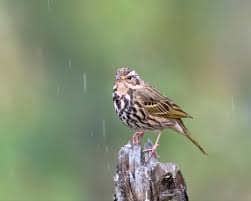 Image result for Anthus hodgsoni