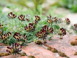 Attēlu rezultāti vaicājumam “Anthyllis vulneraria leaf”