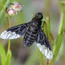 Attēlu rezultāti vaicājumam “Hemipenthes morio”