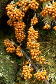 Attēlu rezultāti vaicājumam “Leocarpus fragilis young”