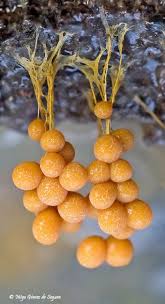 Attēlu rezultāti vaicājumam “Badhamia utricularis”