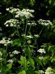 Attēlu rezultāti vaicājumam “Aegopodium podagraria”