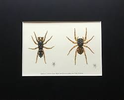 Attēlu rezultāti vaicājumam “Salticus sp.”