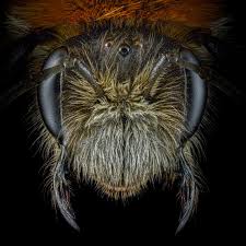 Attēlu rezultāti vaicājumam “Fuligo licentii macro”