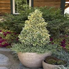 Attēlu rezultāti vaicājumam “Euonymus”