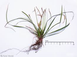 Attēlu rezultāti vaicājumam “Carex digitata”